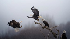 No te pierdas las espectaculares fotos del concurso de imágenes de National Geographic