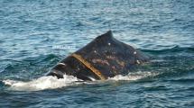 Imagen de Repudio: hallaron en Puerto Madryn a una ballena que nadaba con una soga enrollada en su cuerpo