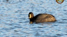 Imagen de Gripe aviar en Neuquén: cómo detectaron a las dos aves contagiadas en el Parque Laguna Blanca