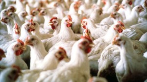La OMS confirmó la primera muerte humana por gripe aviar en un paciente de México