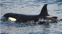 Imagen de Una orca adoptó, o secuestró, a una ballena bebé y sorprende a los científicos