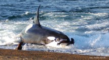 Imagen de La historia de la orca Mel, el gran cazador: en su honor, hoy se celebra el día de la orca en Puerto Madryn