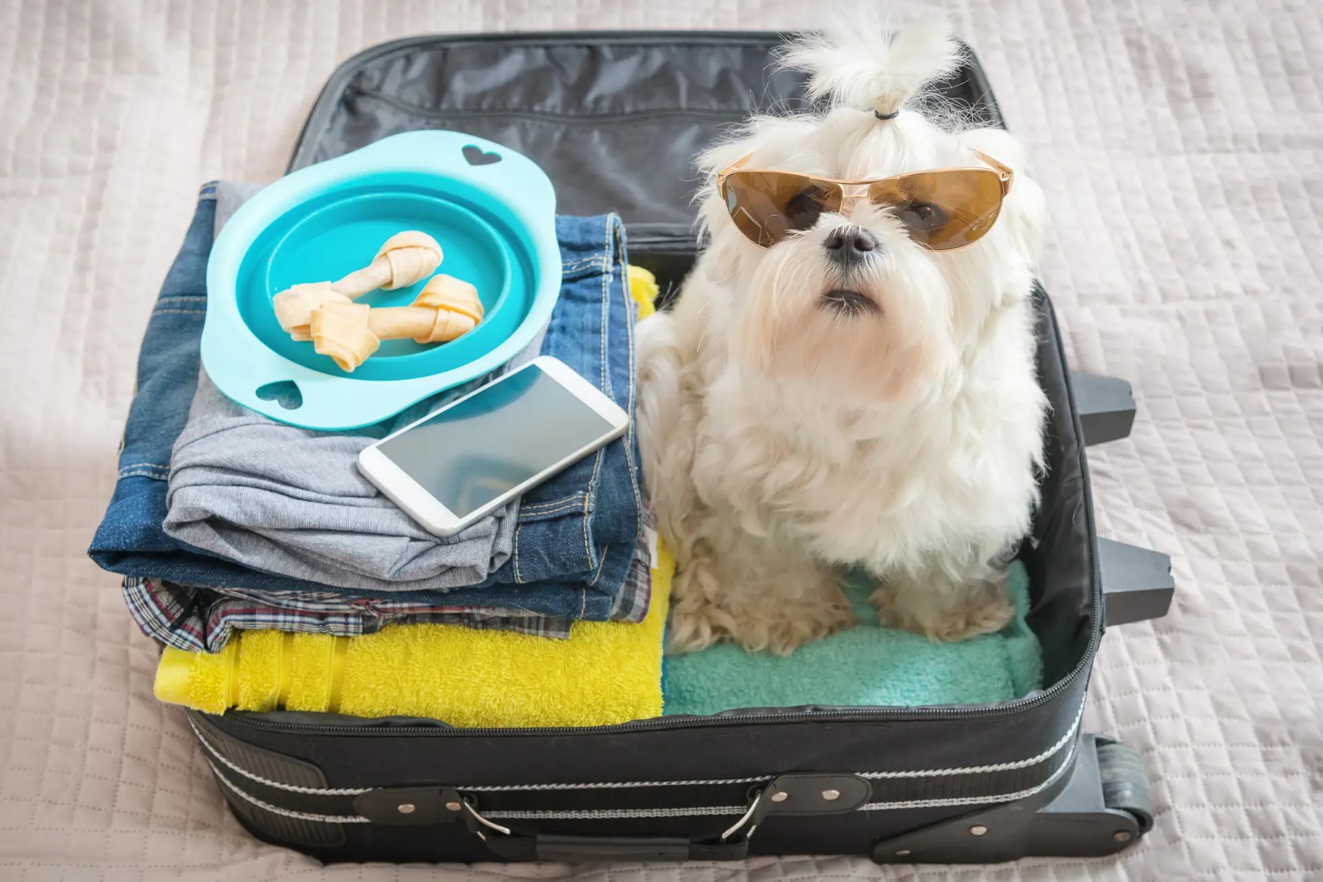 Viajes Pet Friendly: Llevar A Tu Perro O Gato A Las Vacaciones, Qué ...