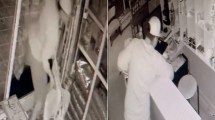 Imagen de Video: reventó la vidriera para robar una veterinaria en Cipolletti y un gatito se escondió para salvarse de los vidrios