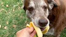 Imagen de Alimentación saludable para perros y gatos: cómo aplicarla