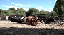 Imagen de “El municipio se comprometió a retirar las vacas y no vinieron”, reclamó la productora de Roca