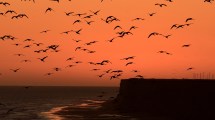 Imagen de El mar y la vida en tierra