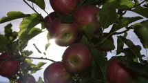 Imagen de Dólar agro: peras y manzanas no están incluidas en la resolución