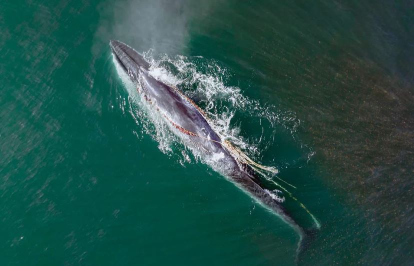 Avistaron una ballena con una soga enredada en la boca en las costas de Rada Tilly. Foto: Diego Cabanas.