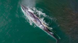 Divisan a una ballena Sei con una soga enredada en su boca frente a las costas de Chubut