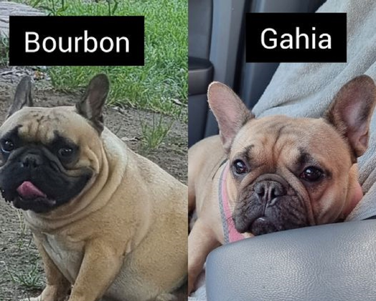 Buscan desesperadamente a dos pugs que fueron robados en Neuquén. Foto: facebook. 