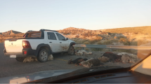 Imagen de Choque sobre Ruta 40 dejó a un criancero con animales muertos y heridos