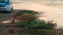 Imagen de Fueron por un incendio y se encontraron con una plantación de marihuana, en Playas Doradas