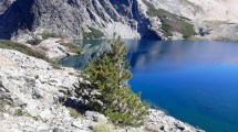 Imagen de Alarma por la creciente presencia de plantas exóticas en las montañas de Bariloche