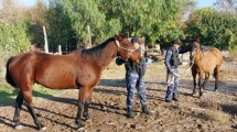 Imagen de Policías recuperaron dos caballos que habían sido robados en la zona oeste de Roca