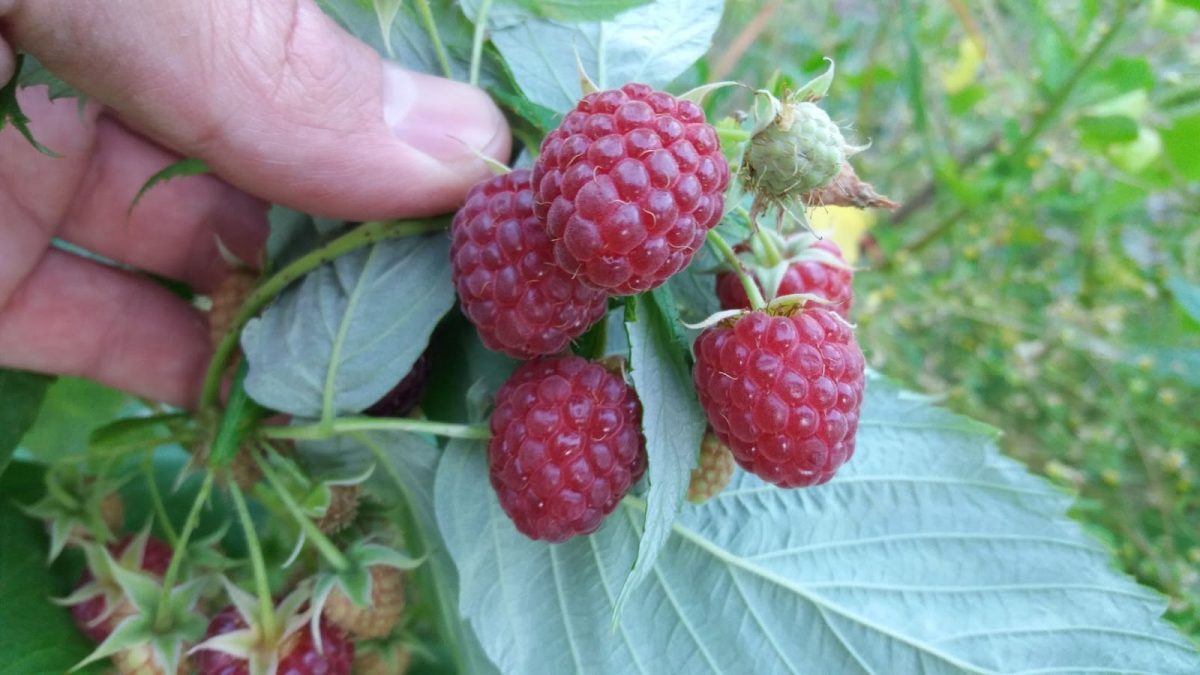 La frambuesa es uno de los frutos de clima templado de mayor precio unitario.