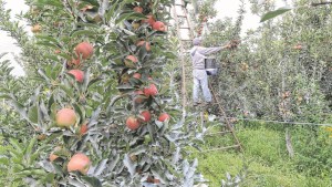 País de las Manzanas