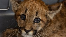 Imagen de Rescataron un cachorro de puma en un campo en Córdoba