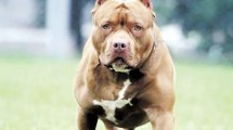 Imagen de Brutal ataque de un pitbull a un niño de seis años en Santa Rosa