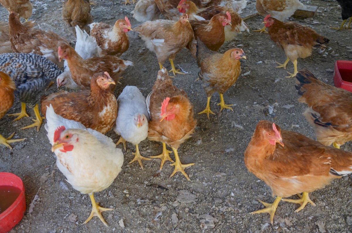 Los vecinos temen que las aves contaminen las napas, ya que viven  a 50 metros del lugar. Foto: Archivo. 