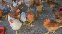 Imagen de Video: temen contaminación del agua en Plottier por aves enterradas por gripe aviar