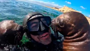 Puerto Madryn: fue a hacer snorkeling y los lobitos marinos lo llenaron de besos