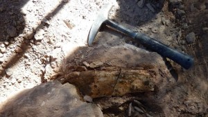 Hallan en Neuquén los restos de un dinosaurio desconocido, podría ser una nueva especie