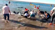 Imagen de Emocionante rescate de 300 delfines varados cerca de Las Grutas: así ayudaron vecinos y turistas