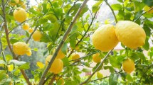 Imagen de Limoneros: cuáles son las claves para que no nos fallen