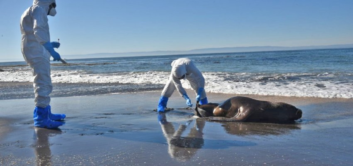 Se descartaron casos de lobos marinos infectados de gripe aviar al sur de Las Grutas