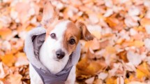 Imagen de 5 consejos para prevenir los problemas respiratorios en perros y gatos