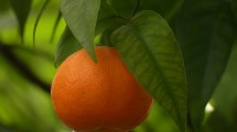 Imagen de Cómo cuidar un árbol de mandarinas en casa