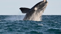 Imagen de Puerto Madryn: cuánto sale ir en temporada baja a ver las ballenas, plan completo de junio