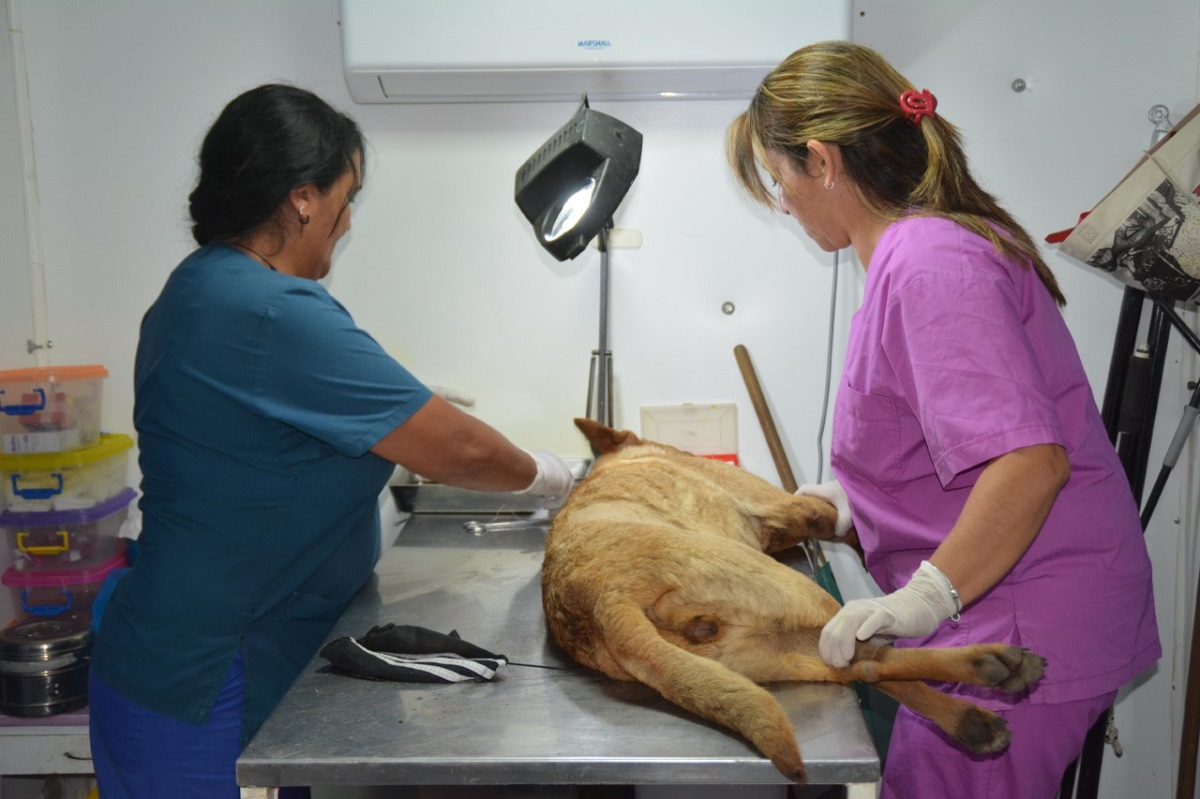 Las personas que lleven a su mascota al quirófano deberán hacerlo con los elementos correspondientes. 