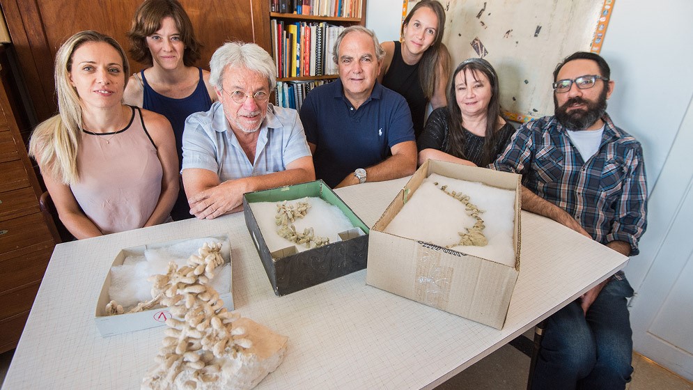 Hay equipo. Son los investigadores del Conicet, el MEF y el MACN que estudiaron los restos de nidos de abejas
Crédito: Conicet