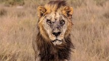 Imagen de Mataron a uno de los leones salvajes más viejos del mundo, en Kenia