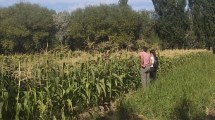 Imagen de Fin de semana con feria agroecológica en una chacra de Vista Alegre