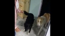 Imagen de El momento en el que «Jack» el perro más buscado del norte de Neuquén regresó a casa