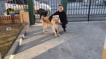 Imagen de Apareció «Jack», el perro más buscado y querido de Andacollo: ¿Dónde estaba?