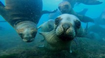 Imagen de Fue a bucear a Puerto Madryn y mirá la impresionante batalla que filmó…