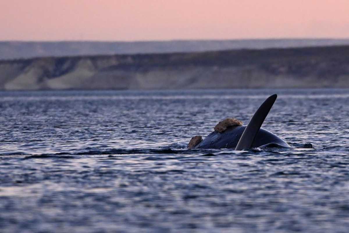 Puerto Madryn Fueron A Ver Si Llegaron Las Ballenas Y Mirá Qué Belleza Lo Que Encontraron