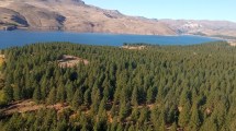 Imagen de Monitoreo forestal: plantaciones de Neuquén bajo vigilancia sanitaria aérea