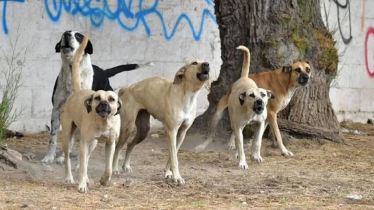 No era la primera vez que la nena tomaba contacto con los animales.