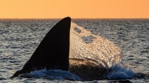 Imagen de Estaban en la playa y las ballenas, muy cerca, así los sorprendieron