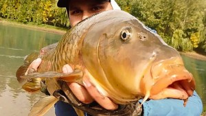 En el Limay inferior queda temporada de pesca y sacar carpas con mosca es muy entretenido