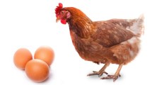 Imagen de La inteligencia artificial responde al dilema: ¿Qué vino antes el huevo o la gallina?