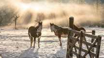 Imagen de Clima en Río Negro y Neuquén hoy: cuál es el pronóstico del tiempo para el sábado 10 de junio