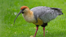 Imagen de Preocupa el deterioro de las aves a causa de la urbanización en San Martín de los Andes