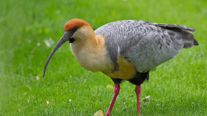 Preocupa el deterioro de las aves a causa de la urbanización en San Martín de los Andes