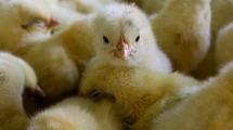 Imagen de Gripe Aviar: entregan pollitos bebes a familias productoras de Plottier